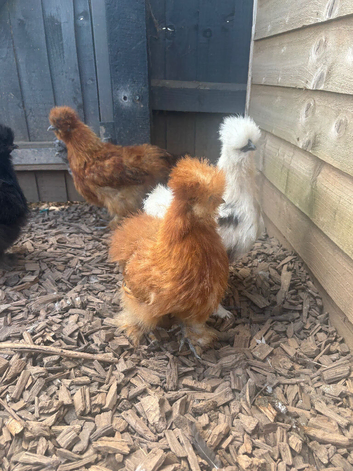 USA silkies