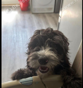 Cockapoo