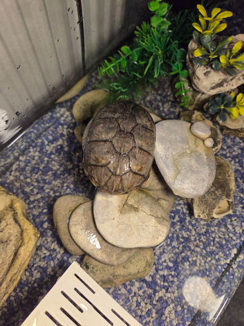 Musk turtle