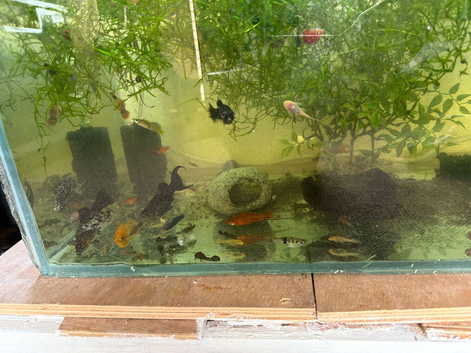 Selling fish