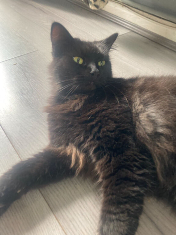Male cat