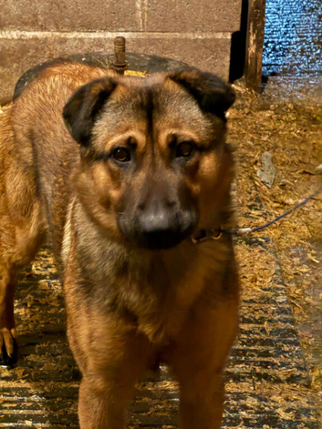Caucasian shepard x sheep dog