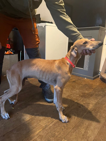 Saluki x greyhound puppy