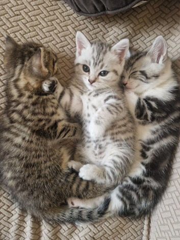 British Shorthair Cross kittens