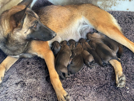 Belgian shepherd puppies