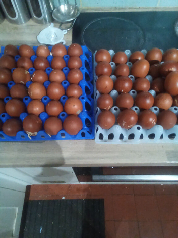 Copper maran hatching eggs