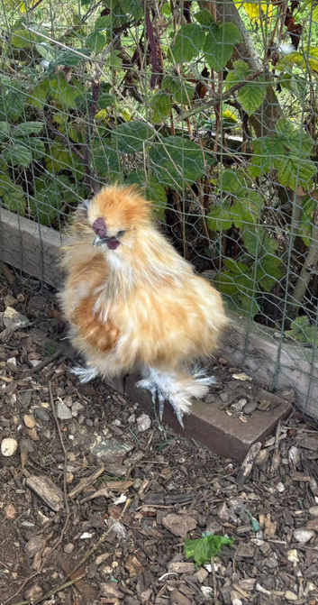 Bantam chickens all Cockerells