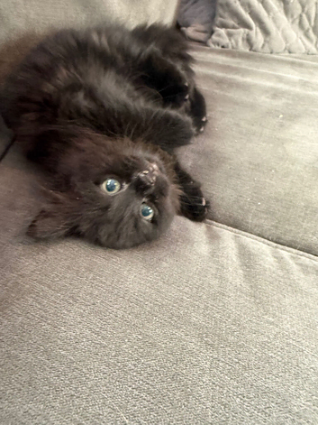 Kitten