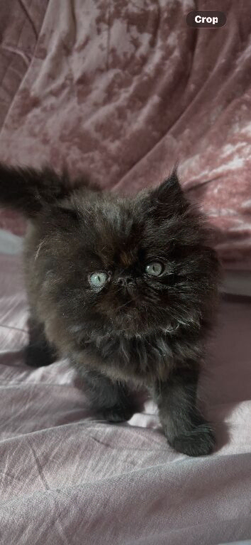 stunning pedigree Persian Kittens