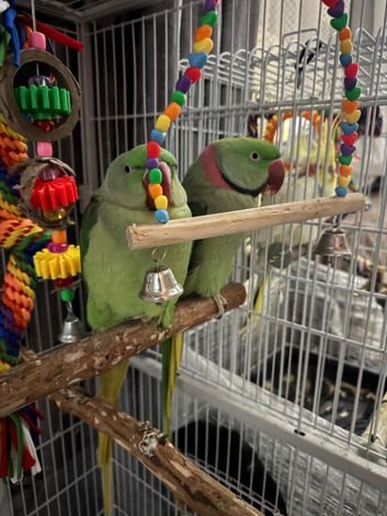 Alexandrine Parrots Gorgeous pair in Leeds