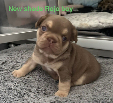 French bulldog puppies. Rojo and Isabella colours
