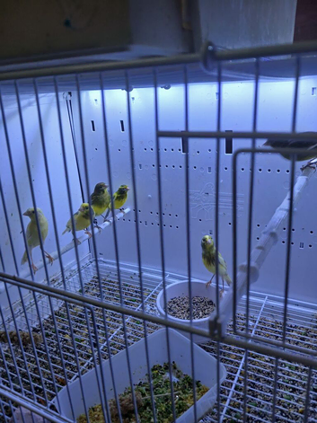 RAZA  JASPE AND FIFE CANARIES