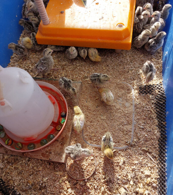 Bobwhite Snowflake Quail Chicks &pound;3