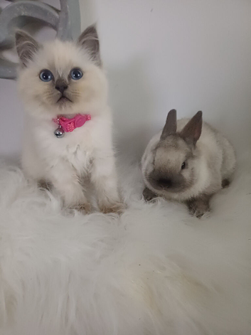 Sealpoint Netherland dwarf buck