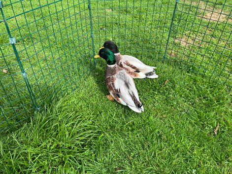 5 month old Call Duck Drakes . &pound;10 each