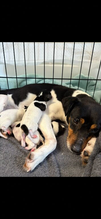 Beautiful jack russell puppies to find loving homes