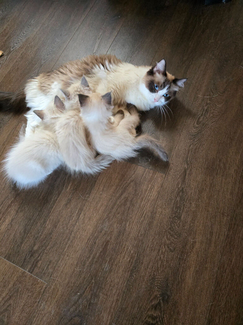 Ragdoll kittens pedigree