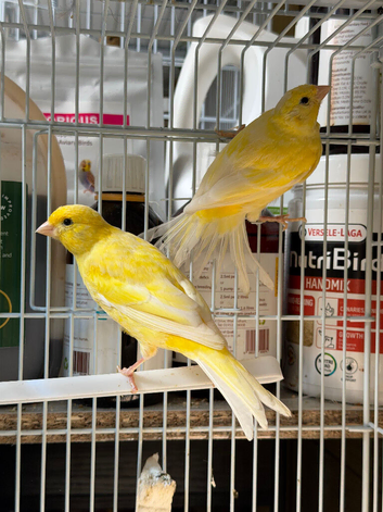 Pair of Belgian Waterslager&rsquo;s RARE