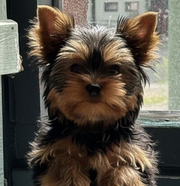 KC reg tea cup Yorkshire terrier girl