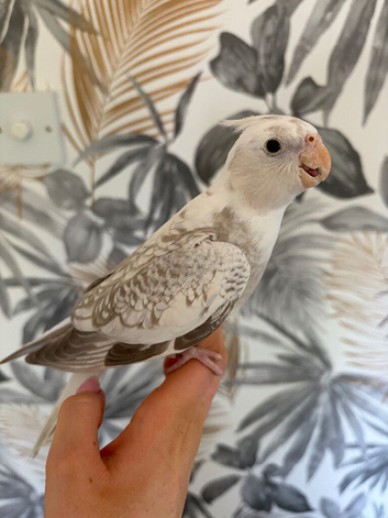 Cockatiel