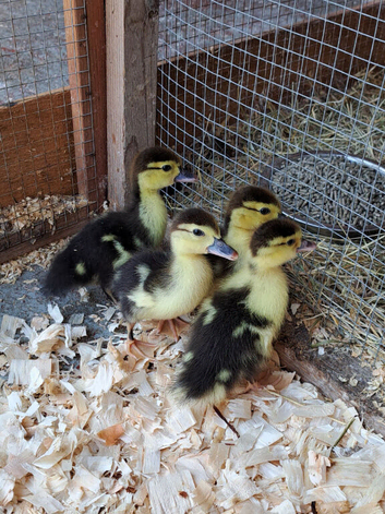 Muscovy ducklings