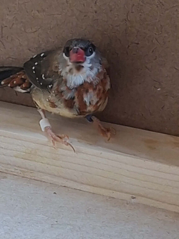 Cock strawberry finch 2025
