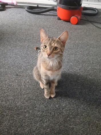 1yr old cat