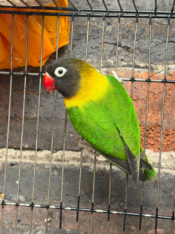 Love birds