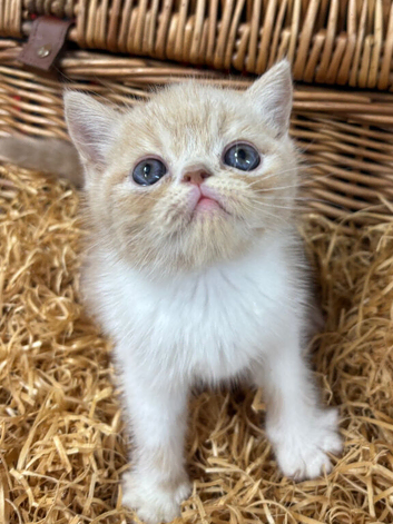 chunky cream exotic female