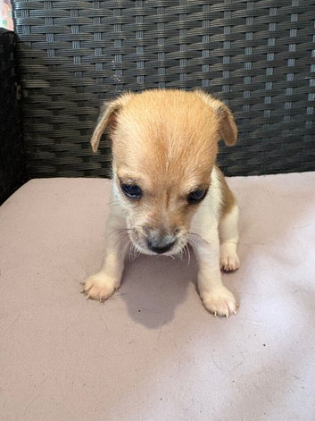 3 Jack Russell x Chihuahua