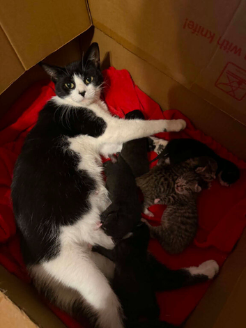 Mixed breed fluffy kittens READY TO GO