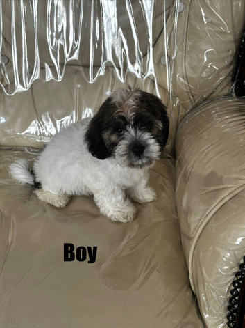 Cute & Cuddly Shorkie Puppies Available
