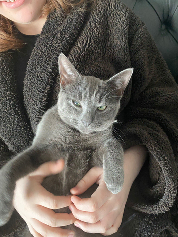 Lost cat