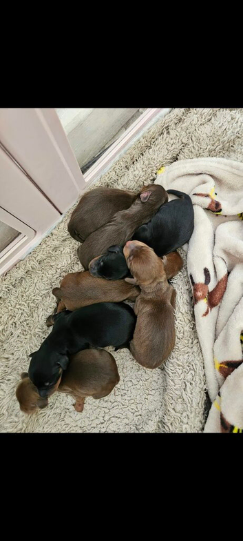 Mini dachshunds