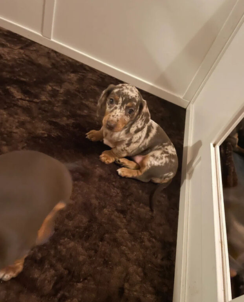 Lovely Miniature Dachshund Puppies