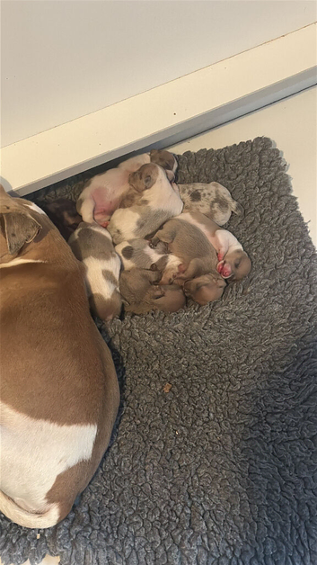 Jack Russel pups