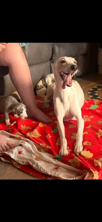 Whippet Puppies