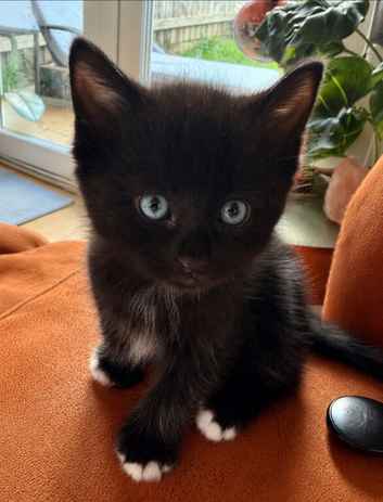 Mink Ragdoll x BSH Ready now! Adorable fur babies need forever homes