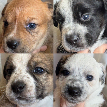 Border Collie x Blue Heeler x Ridgeback Pups