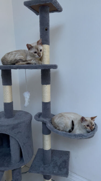 Snow bengal kittens