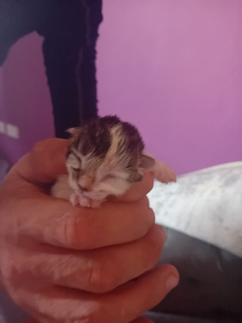 New born kittens