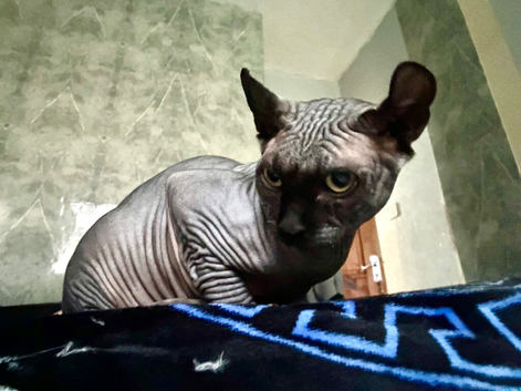 SPHYNX MALE FOR REHOMING