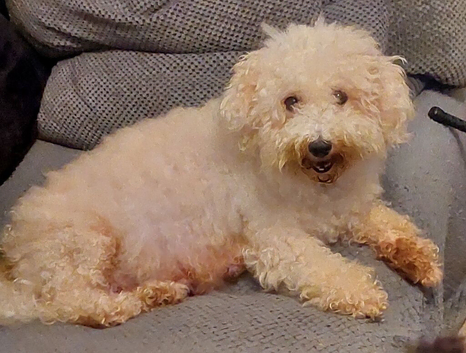 Cavapoo Puppies
