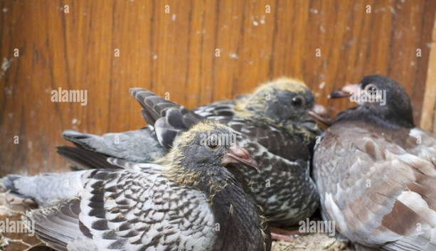 2026 young birds