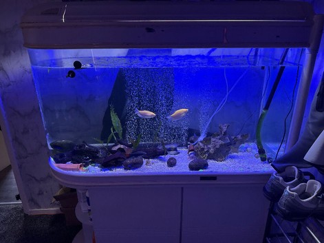 Mixed fish and tank