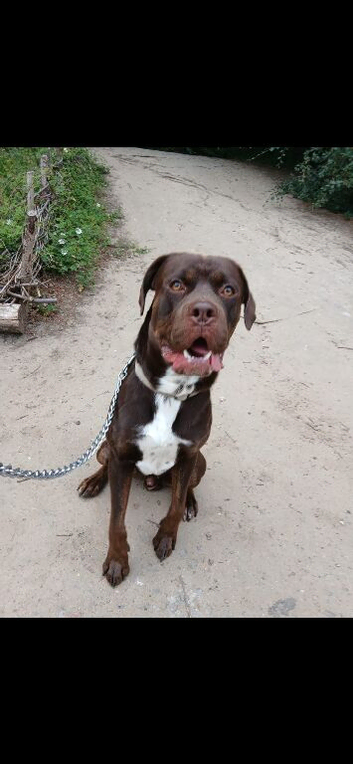 benson cane corso x pressa
