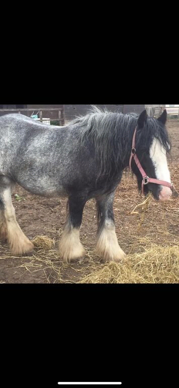 11.2hh ride and drive cob mare