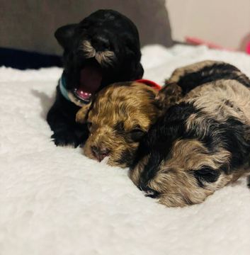 Beautiful F1B Cavapoo Puppies