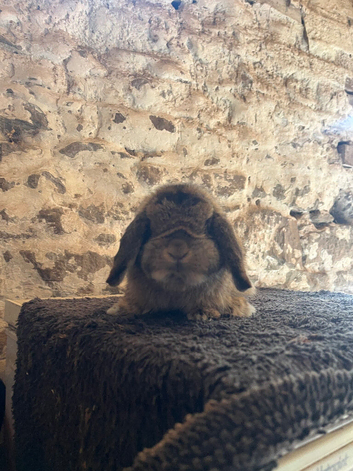 Pure proven Mini lop buck