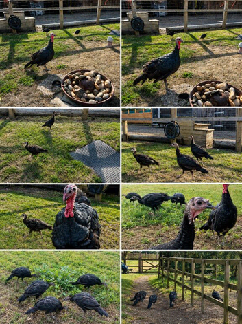 Norfolk Black Turkeys